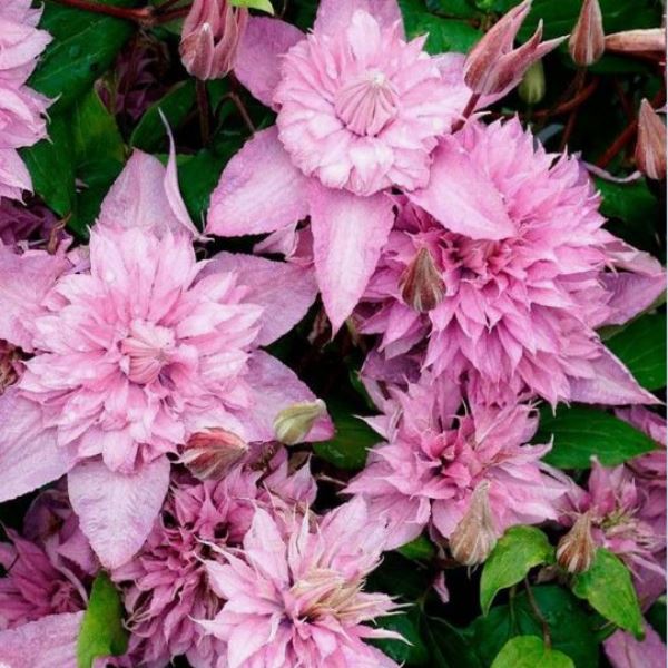  Саженцы Клематис крупноцветковый Мульти Пинк/КЛюкс