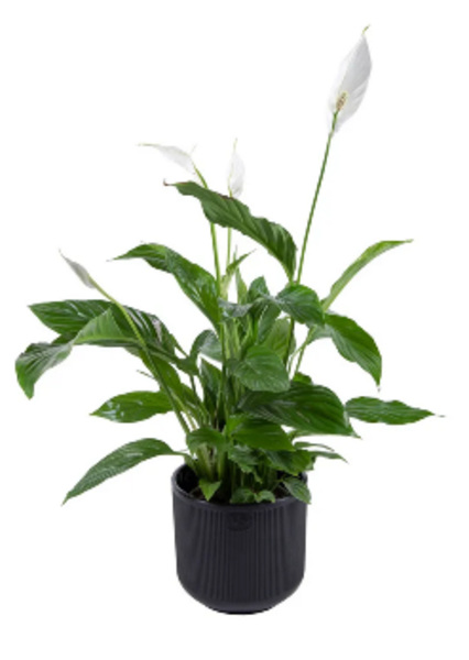  Горшок для цветов 1,9л VipSet с дренаж сист Росси черный