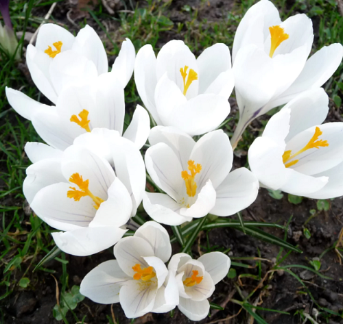  Крокус крупноцв Айс Квин 7-8/К 10шт