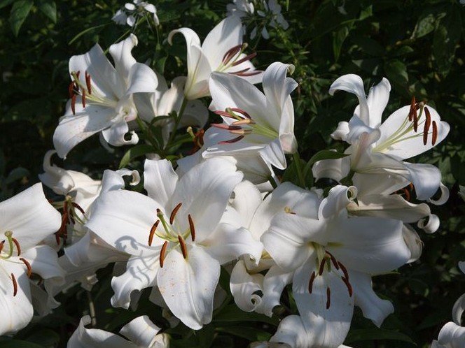  Лилия ОТ-гибрид Замбези 12-14/К 3шт