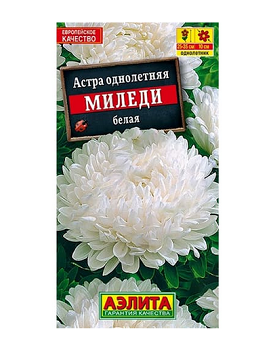  Астра Миледи белая цв Аэлита