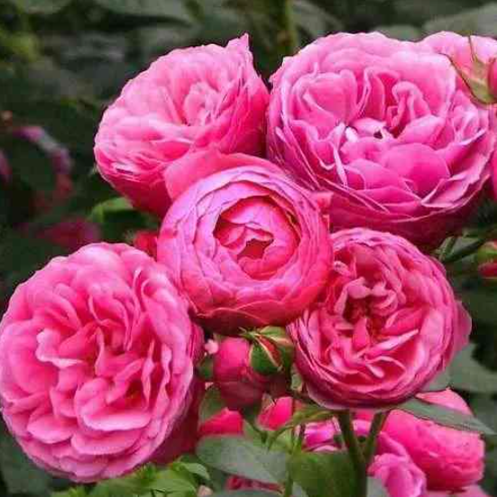  Роза флорибунда Помпонелла