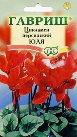  Цикламен Юля персидский 3шт цв Гавриш