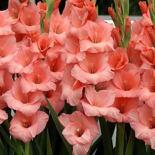  Гладиолус Фортароза 10-12/К 5шт