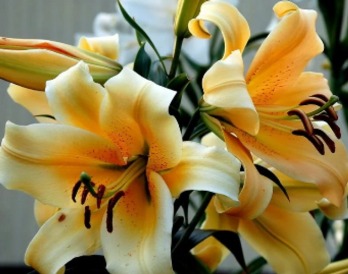  Лилия ОТ-гибрид Райзинг Мун 12-14/К 3шт