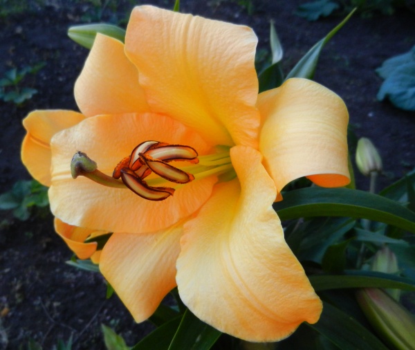  Лилия ЛА-гибрид Салпайс 14-16/К 2шт