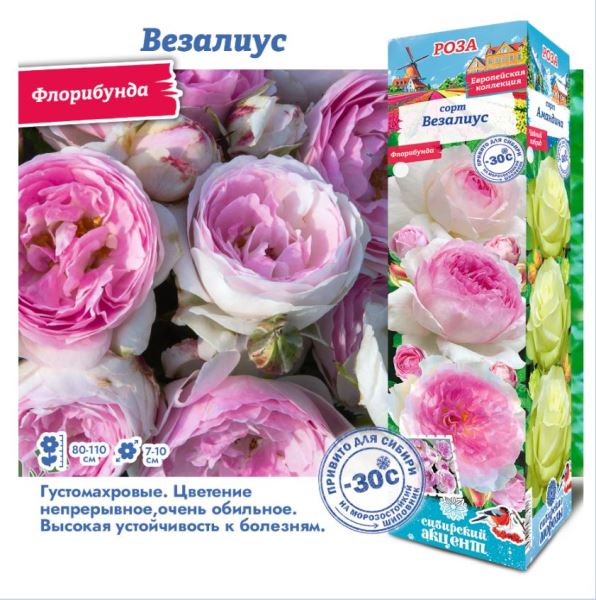  Роза флорибунда Везалиус