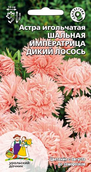  Астра Шальная императрица дикий лосось Игольчатая Урал.Дачник