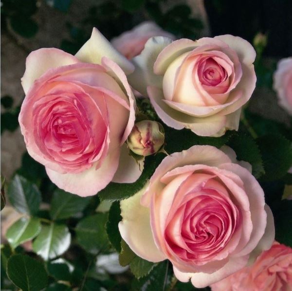  Роза грандифлора Пьер де Ронсар