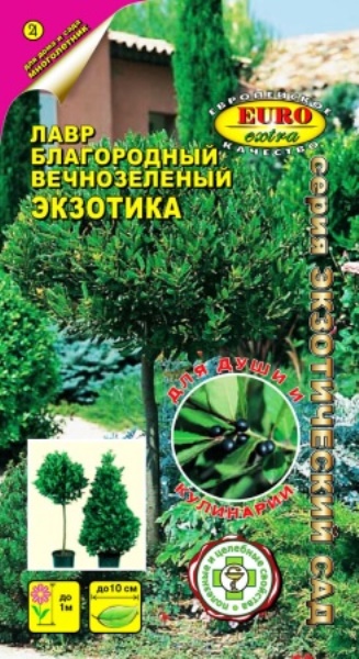  Лавр Экзотика вечнозеленый цв.Аэлита