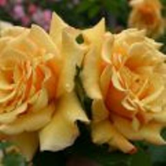  Роза английская Голден Селебрейшн