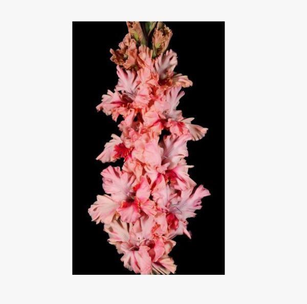  Гладиолус Рай в шалаше 7шт