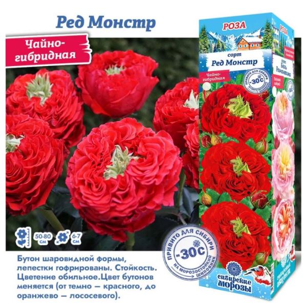  Роза чайно-гибридная Ред Монстр