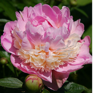  Пион молочноцветковый Сорбет 2-3/К