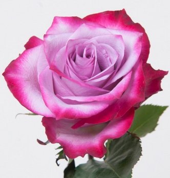  Роза чайно-гибридная Дип Пепл