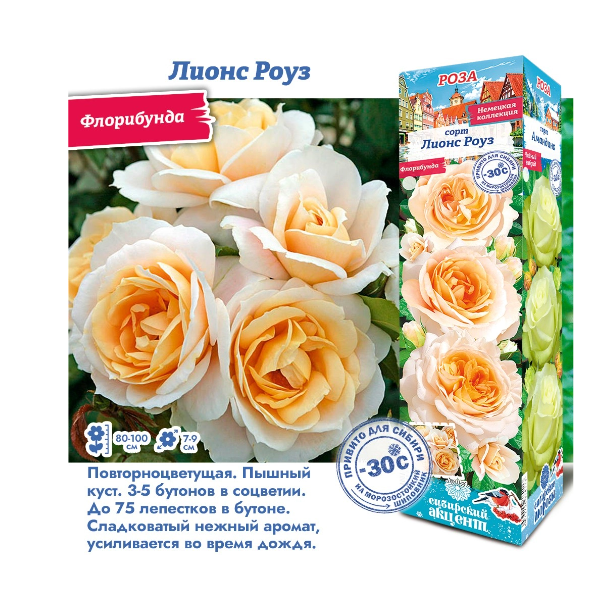  Роза флорибунда Лионс Роуз цв. этик.