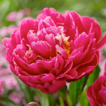 Пион молочноцветковый Карл Розенфельд - фото