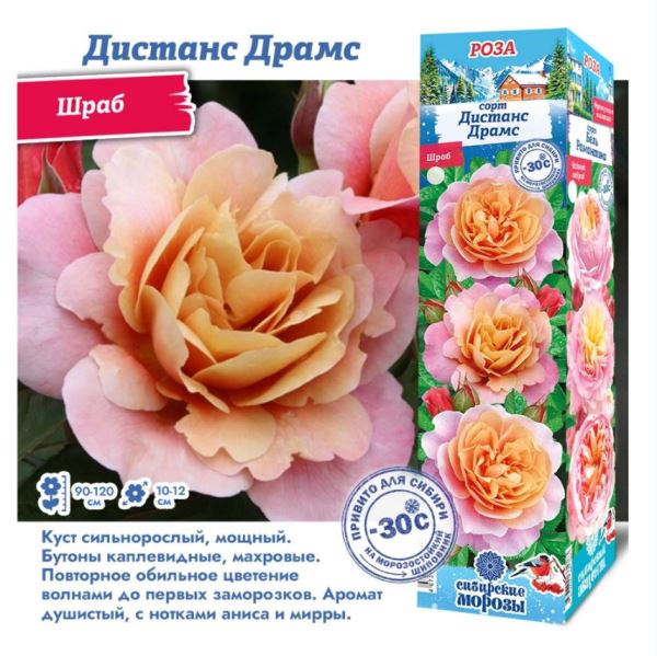  Роза шраб Дистанс Драмс 