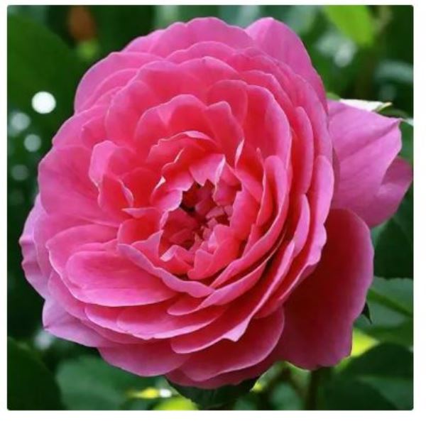  Роза грандифлора Луиз Одье цв. этик.