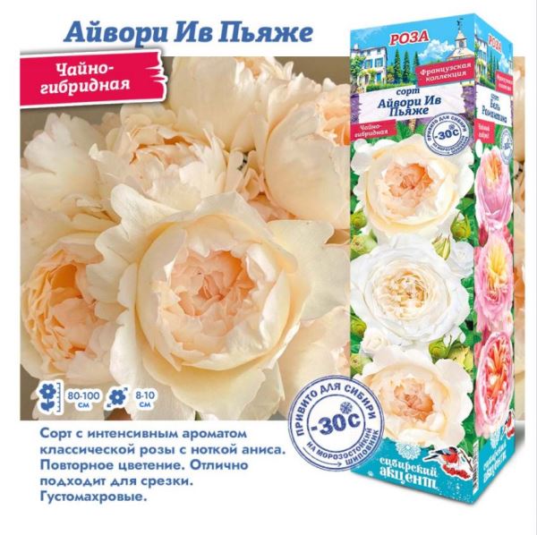  Роза чайно-гибридная Айвори Ив Пьяже цв. этик.