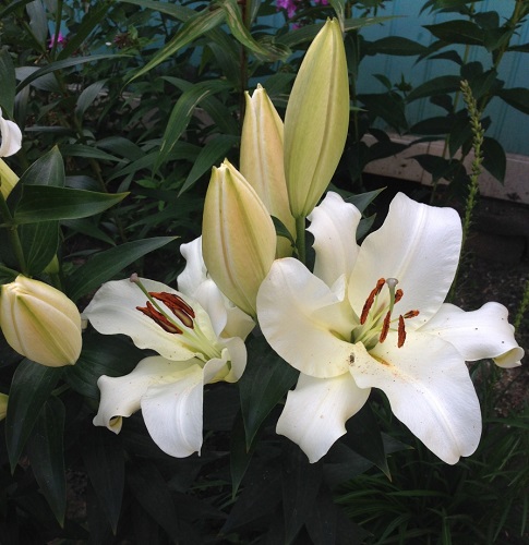  Лилия ОТ-гибрид Мотаун 14-16/К 2шт