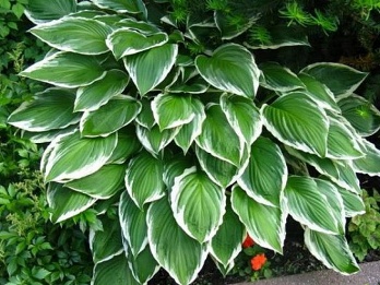  Хоста волнистая Альбомаргината