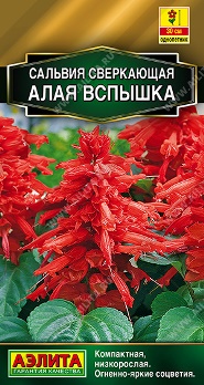  Сальвия сверкающая Алая вспышка цв Аэлита