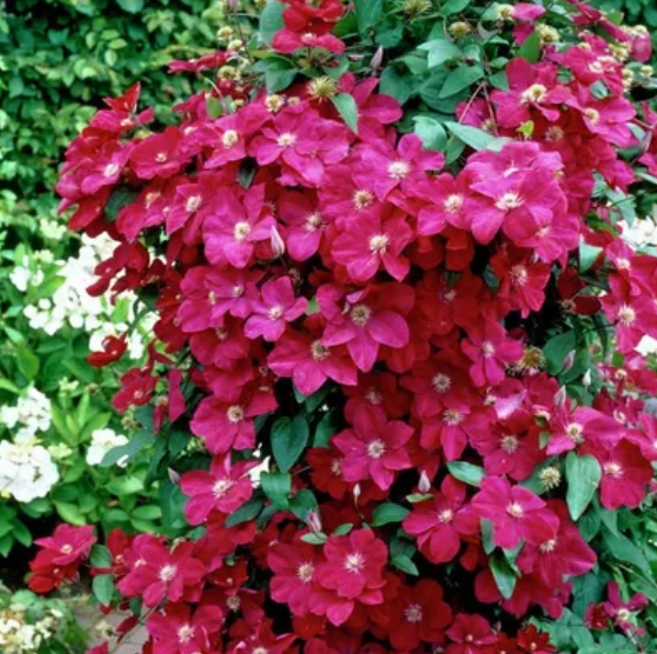  Саженцы Клематис крупноцветковый Эрнест Макхем