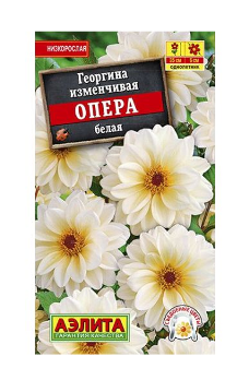  Георгина Опера белая цв.Аэлита