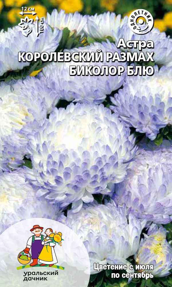  Астра Королевский размах биколор блю цв Урал.Дачник