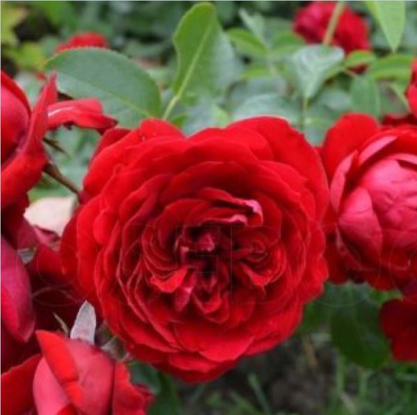  Роза флорибунда Роткепхен 