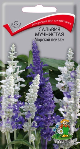  Сальвия мучнистая Морской пейзаж 10шт цв Поиск