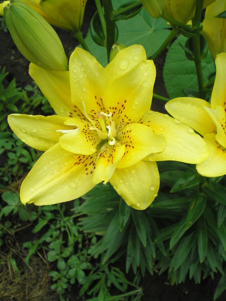  Лилия азиатская Фата Моргана 12-14/К 3шт