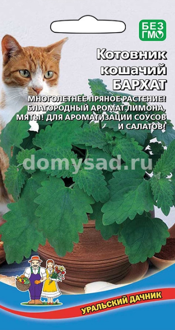  Котовник кошачий Бархат цв Урал.Дачник