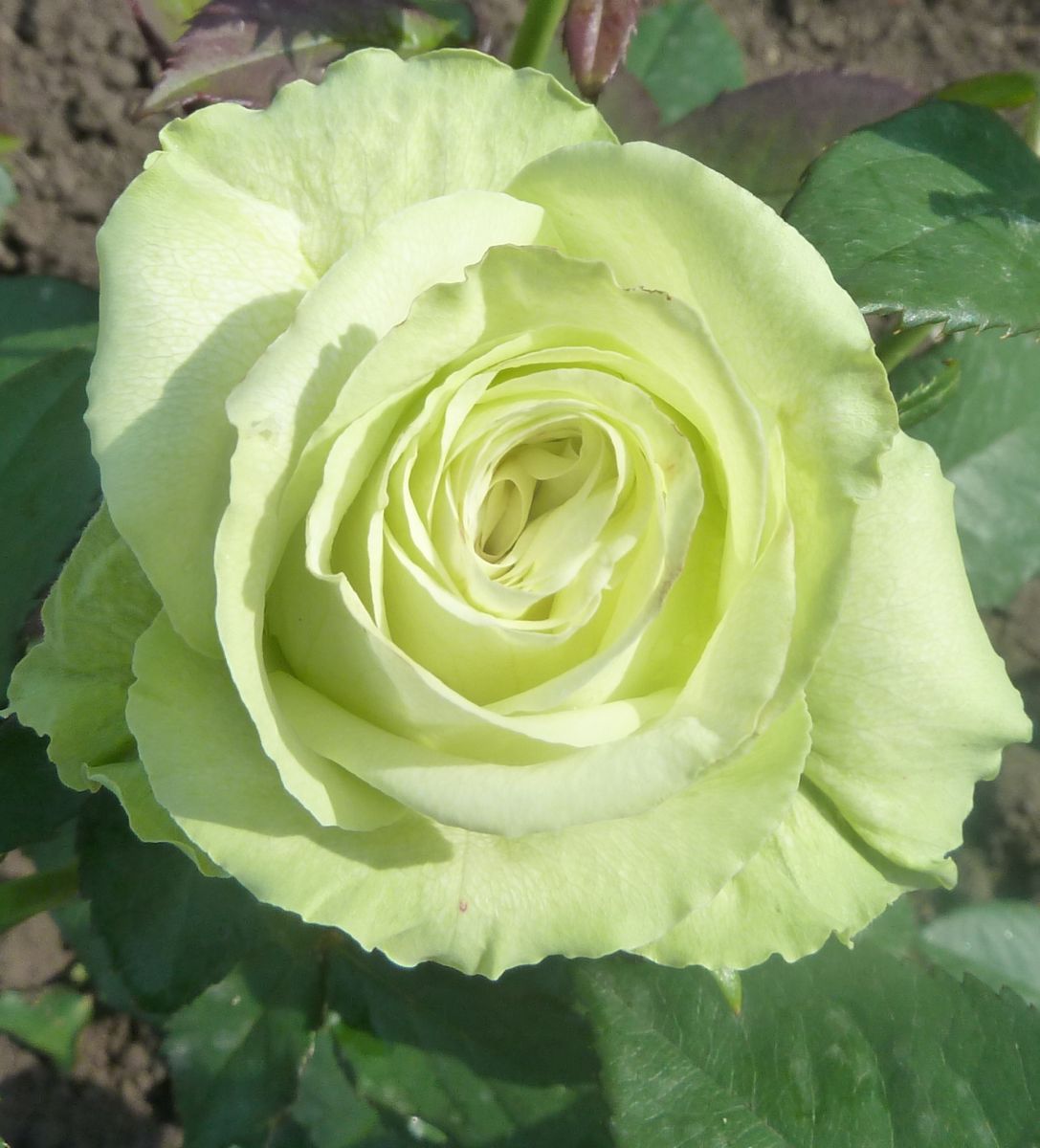  Роза чайно-гибридная Зеленый Чай