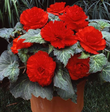  Бегония бахромчатая Скарлет 2шт