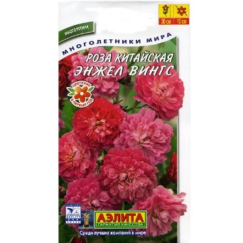  Роза китайская Энжел Вингс цв Аэлита