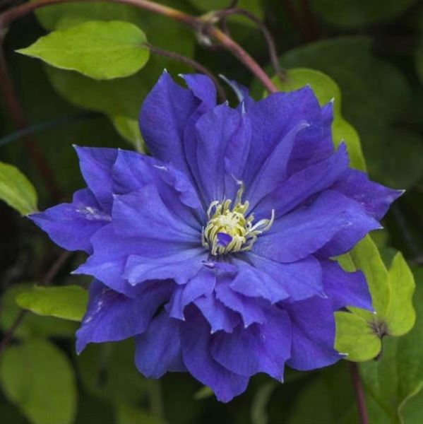  Саженцы Клематис крупноцветковый Роллекастер/КЛюкс