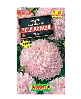  Астра Леди Коралл шамоа цв Аэлита