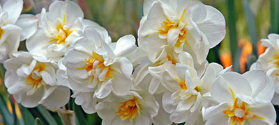  Нарцисс махровый Абба 5шт 12-14/К