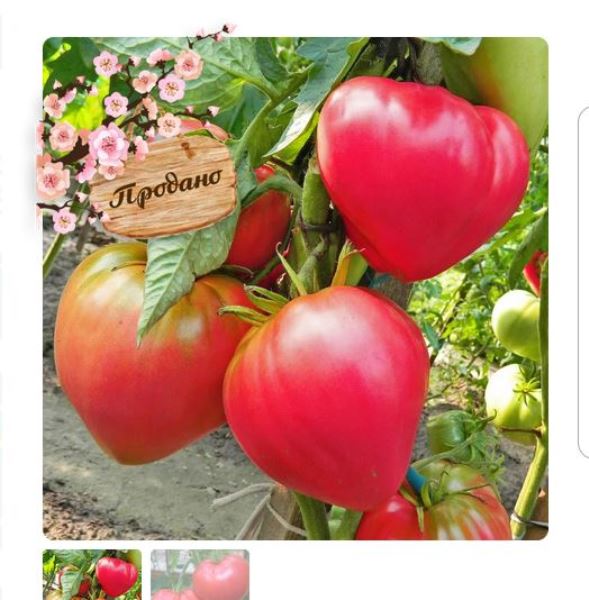  Томат Абаканский розовый 0,1г Россельхозцентр