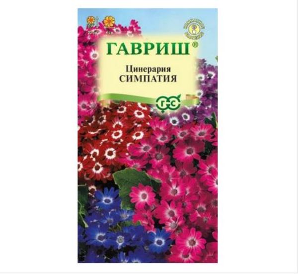  Цинерария Симпатия (цветущ гибрид) 8шт Гавриш