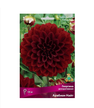 Георгина декоративная Арабиан Найт 1/К
