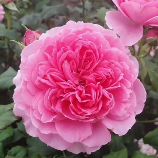  Роза японская Принцесса Мейко