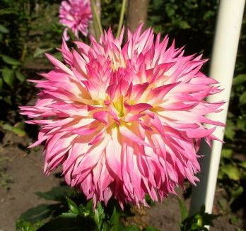  Георгина бахромчатая Пайнлендс Принцесс 1/К