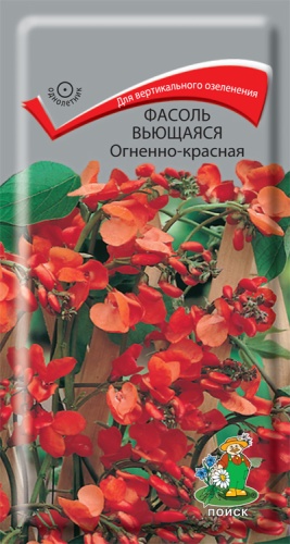  Фасоль декорат вьющаяся Огненно-красная 5шт цв Поиск
