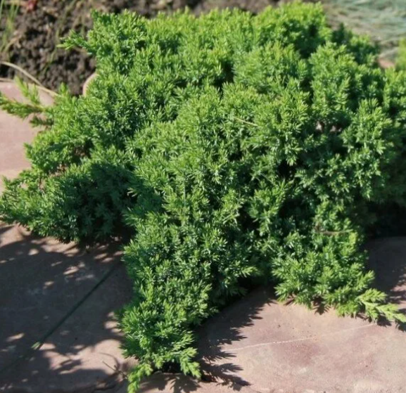 Саженцы Можжевельник лежачий Нана Р9