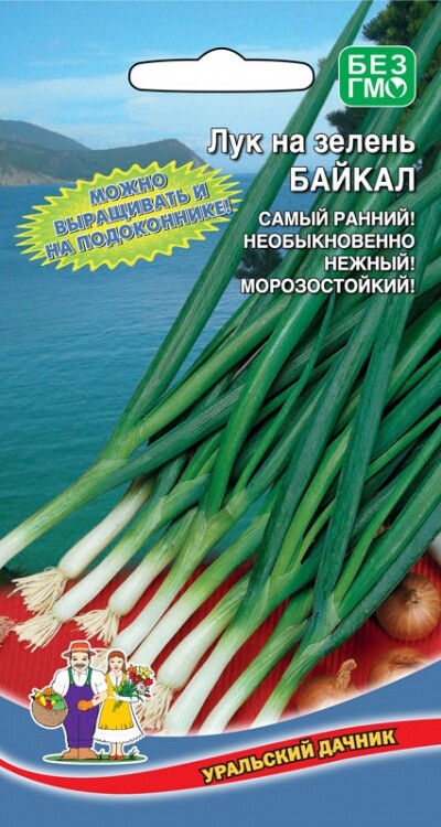  Лук на зелень Байкал Урал.Дачник