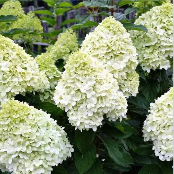  Саженцы Гортензия метельчатая Геркулес 