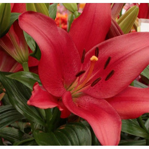  Лилия ЛА-гибрид Коларес 12-14/К 2шт